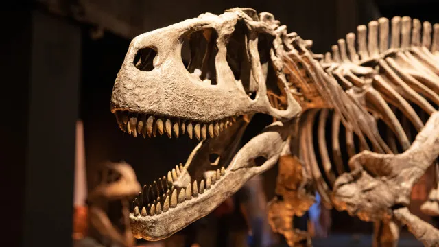 dinossauros-e-aves-desenvolveram-capacidade-de-voo-de-forma-independente