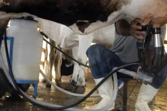 producao-de-leite-bate-recorde-mesmo-com-reducao-de-vacas-ordenhadas