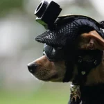 eis-comando,-o-chihuahua-de-21-cm-que-se-juntou-a-guarda-do-mexico