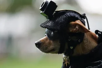 eis-comando,-o-chihuahua-de-21-cm-que-se-juntou-a-guarda-do-mexico