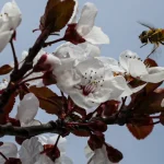 producao-de-amendoa-em-portugal-podera-aumentar-40%-este-ano