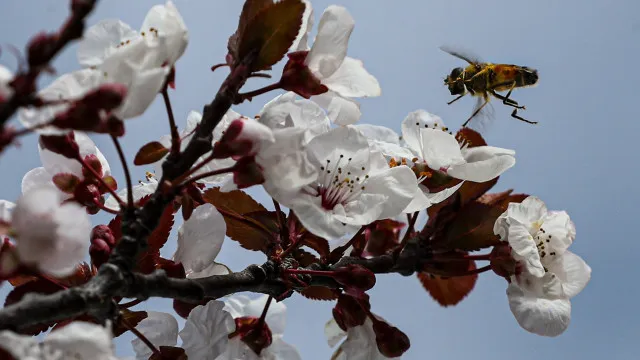 producao-de-amendoa-em-portugal-podera-aumentar-40%-este-ano