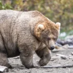 backpack-vence-fat-bear-week-e-e-coroado-o-urso-mais-gordo-do-alasca