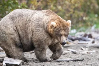 backpack-vence-fat-bear-week-e-e-coroado-o-urso-mais-gordo-do-alasca