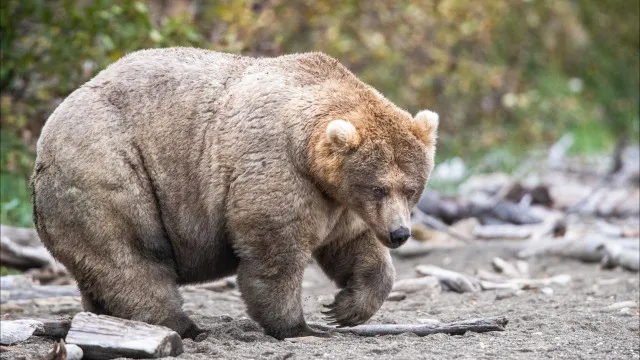 backpack-vence-fat-bear-week-e-e-coroado-o-urso-mais-gordo-do-alasca