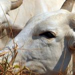 carne-brasileira-passa-a-pagar-tarifa-de-67%-para-entrar-na-china