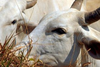 carne-brasileira-passa-a-pagar-tarifa-de-67%-para-entrar-na-china